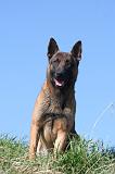 MALINOIS 1056